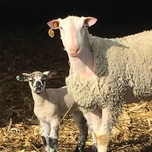 Meet your Posher, Trish